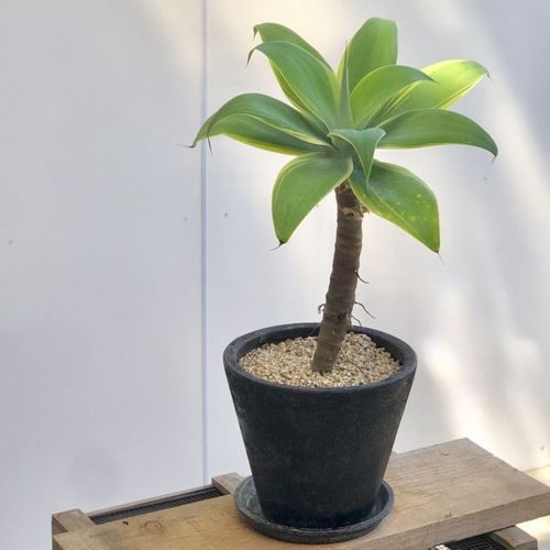 訳あり 観葉植物：アガベ アテナータ鉢植え*受皿付 現品 SALE : f5138v : 遊恵盆栽 Yahoo!店 - 通販 -  Yahoo!ショッピング