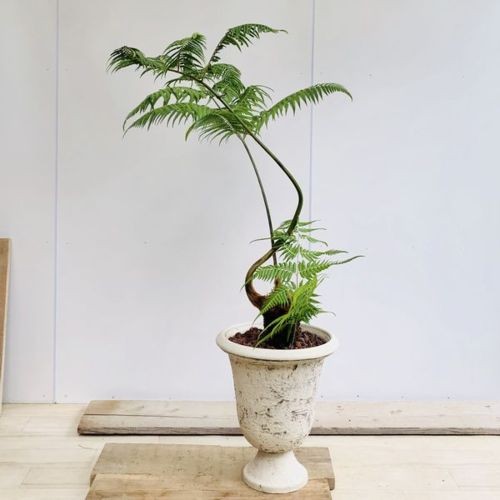 観葉植物：ゴールデンモンキー 孫悟空*タカワラビ(特大) 現品 大型