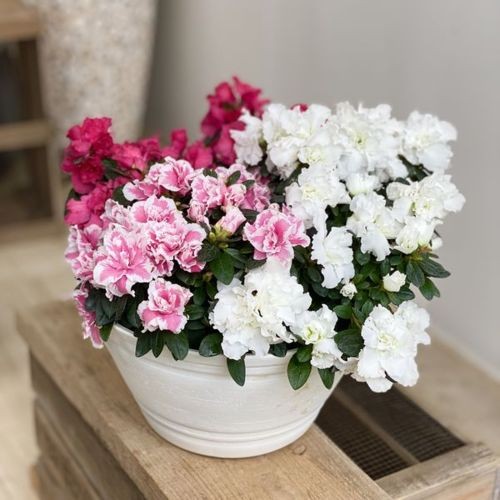 観葉植物 鉢花：アザレア寄せ植え*セラアート鉢 : 遊恵盆栽 Yahoo!店