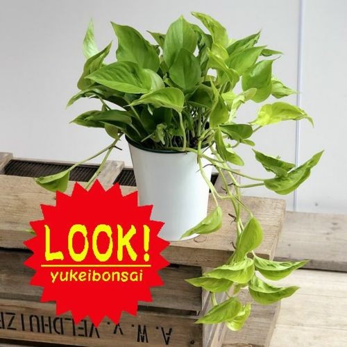 ポトス　テルノプレシャス 園芸ネット本店｜ポトス：テルノジャック 5号吊鉢 の通販【公式】