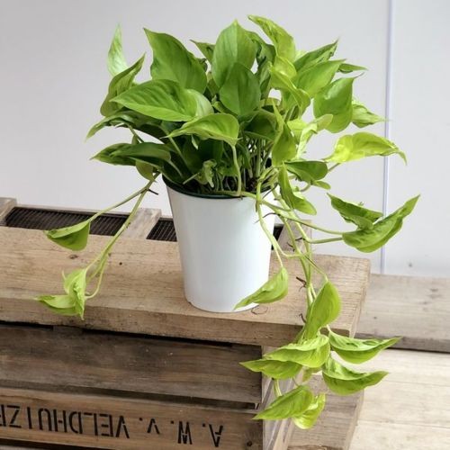 ポトス　テルノプレシャス 園芸ネット本店｜ポトス：テルノジャック 5号吊鉢 の通販【公式】