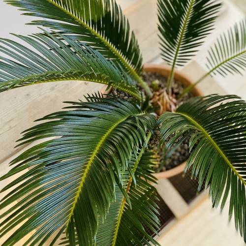 訳あり おしゃれ 観葉植物：ソテツ 蘇鉄 鉢植え*現品 SALE
