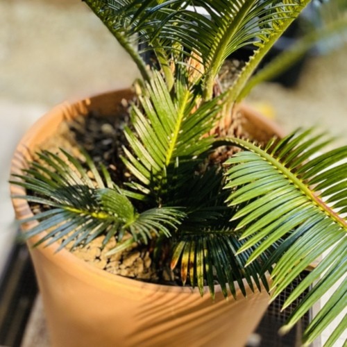 訳あり おしゃれ 観葉植物：ソテツ 蘇鉄 鉢植え*現品 SALE