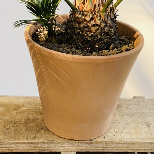 蘇鉄盆栽　ソテツ　山採り　寄せ植え お値下げ不可 ソテツ 2株 寄せ植え 蘇鉄 ヤシの木 ドライガーデン ロック