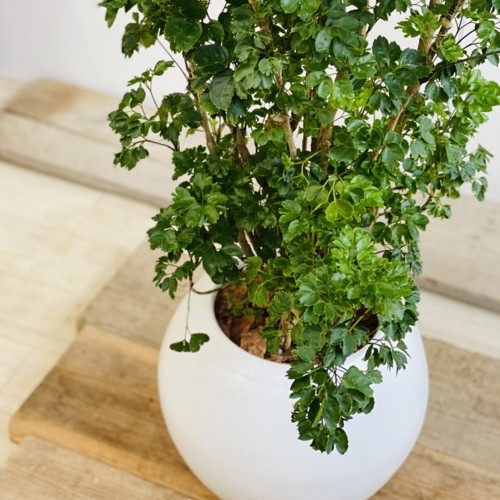 観葉植物：ポリシャス バタフライ 丸鉢 *大型佐川急便 現品 : 遊恵盆栽