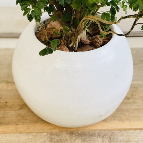 ☆ ポリシャス バタフライ♪ 10号size 122cm♪ ポリシャス・バタフライ | trigger