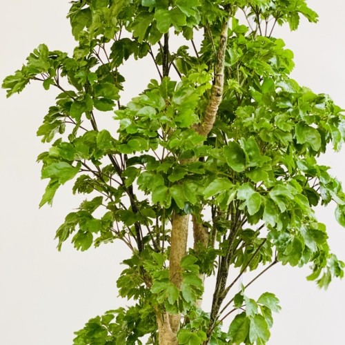 ☆ ポリシャス バタフライ♪ 10号size 122cm♪ ☆ ポリシャス