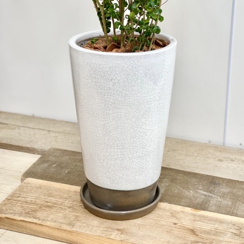 大型 フィカス ベンジャミンバロック 陶器鉢 植え込み発送 おしゃれ