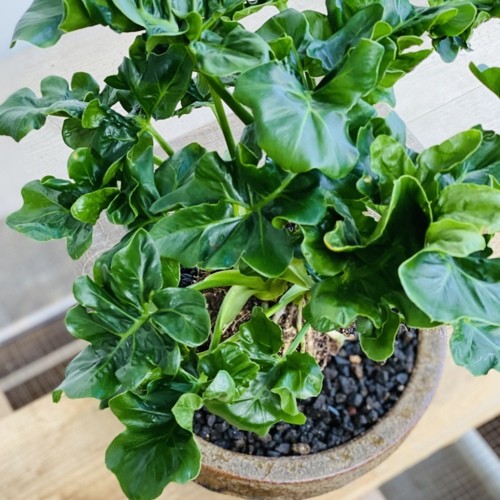 観葉植物　セローム　 おしゃれ 観葉植物：セローム アトム*鉢植え 富士砂 : 遊恵盆栽 Yahoo