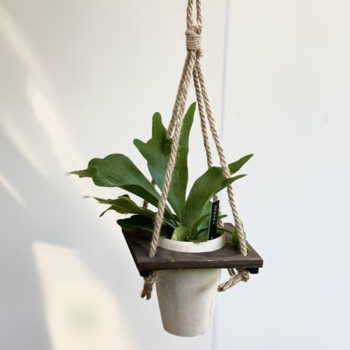 おしゃれ 観葉植物：コウモリラン ビカクシダ*麻ひもウッド吊り鉢