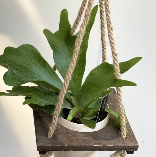おしゃれ 観葉植物：コウモリラン ビカクシダ*麻ひもウッド吊り鉢