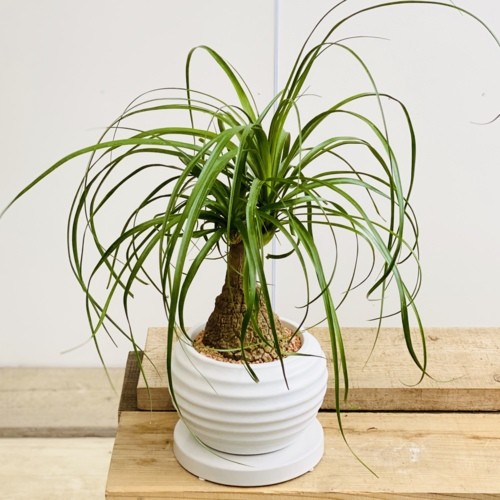 ポニーテール(トックリラン) 観葉植物 台付き おしゃれ 観葉植物：トックリラン ポニーテール*ノリナ 鉢植え 受皿付