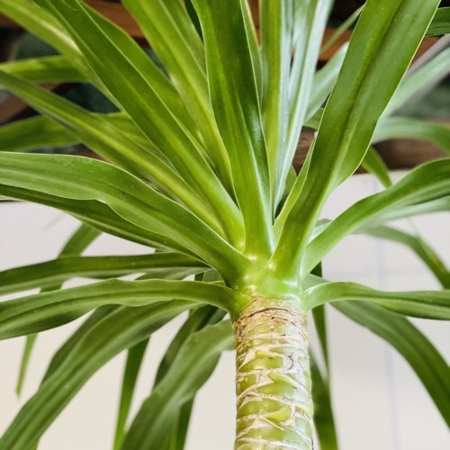 観葉植物：ドラセナ パラオ*セラアート 現品 大型佐川急便