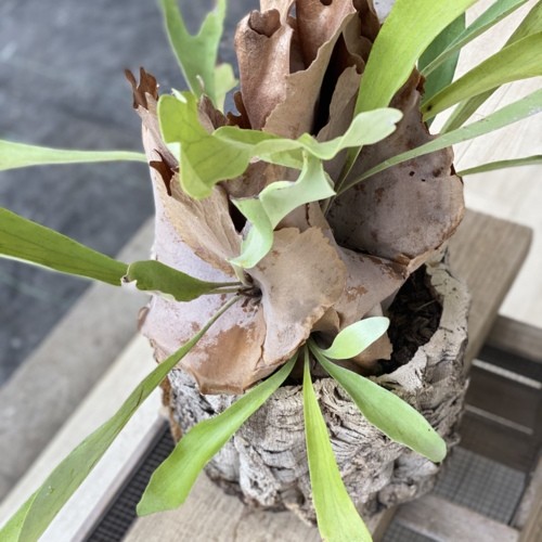 おしゃれ 観葉植物：ビカクシダ コウモリラン ネザーランド*コルク