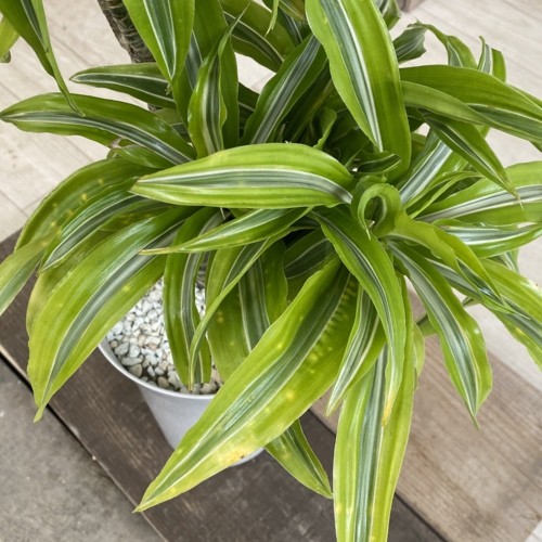 訳あり 観葉植物：ドラセナ レモンサンライズ*プラポット 現品 : 遊恵