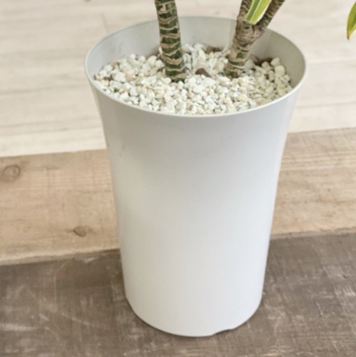 訳あり 観葉植物：ドラセナ レモンサンライズ*プラポット 現品 : 遊恵