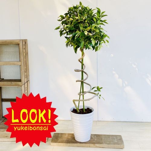 観葉植物：斑入りガジュマル*らせん仕立て 陶器鉢 大型ヤマト便 : 遊恵