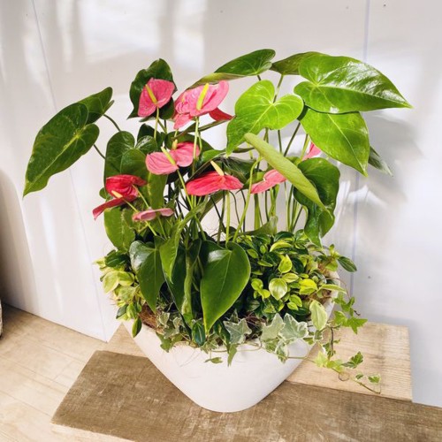 観葉植物：アンスリウム寄せ植え* : f5280v : 遊恵盆栽 Yahoo!店 - 通販 - Yahoo!ショッピング