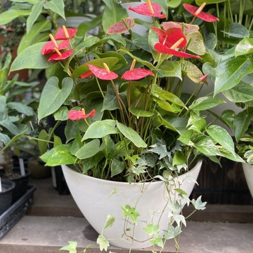 アンスリウムと観葉植物の寄せ植え ガラス鉢 f5280v_1.jpg