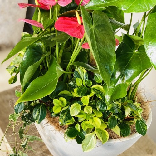 観葉植物：アンスリウム寄せ植え* : 遊恵盆栽 Yahoo!店 - 通販 - Yahoo