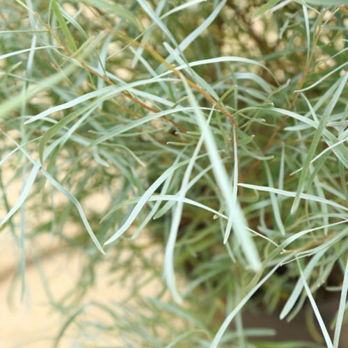 花苗 観葉植物：グレビレア エンドリチェリアナ*7号 : 遊恵盆栽 Yahoo