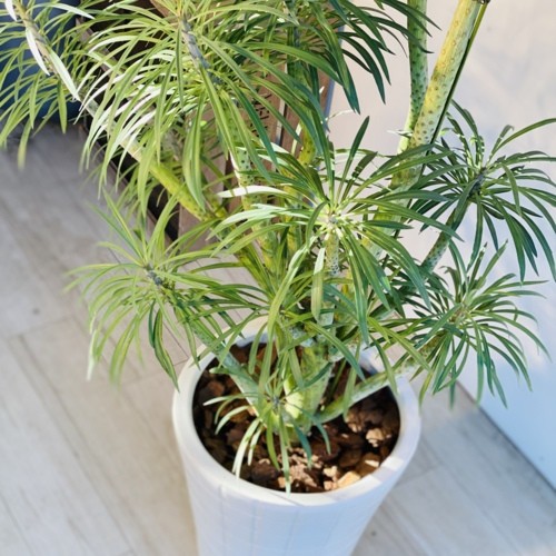 多肉植物・観葉植物：モンキーツリー*陶器鉢 現品 大型佐川急便