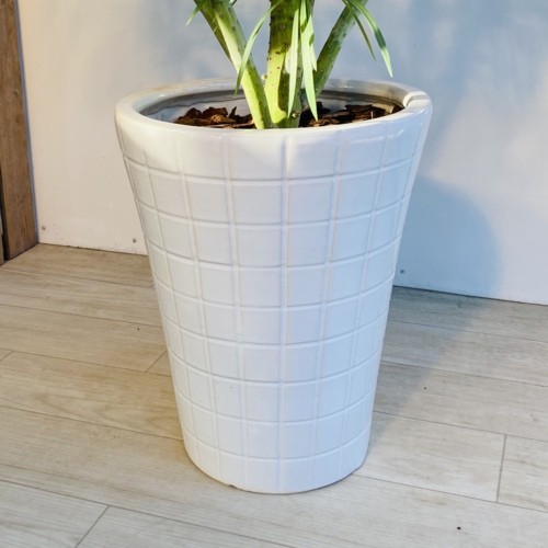 多肉植物・観葉植物：モンキーツリー*陶器鉢 現品 大型佐川急便