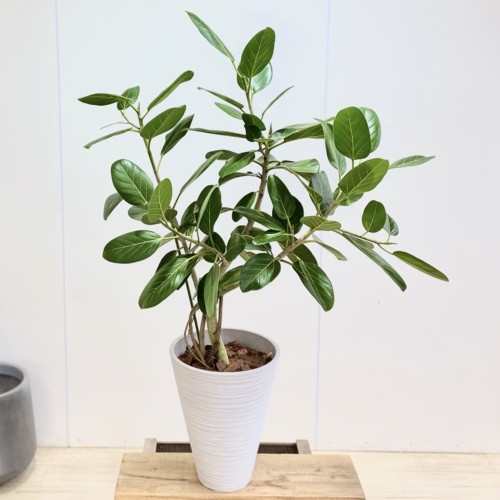 現金特価 おしゃれ 観葉植物 フィカス ベンガレンシス鉢植え バークチップ 現品をお届け シニアファッション R4urealtygroup Com