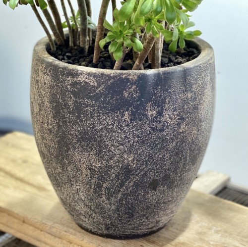 おしゃれ 観葉植物 多肉植物：アエオニウム 黒法師*鉢植え 現品 : 遊恵