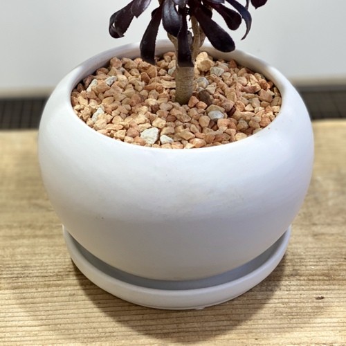 おしゃれ 観葉植物：多肉植物 アエオニウム 黒法師*白丸モダン鉢 受皿