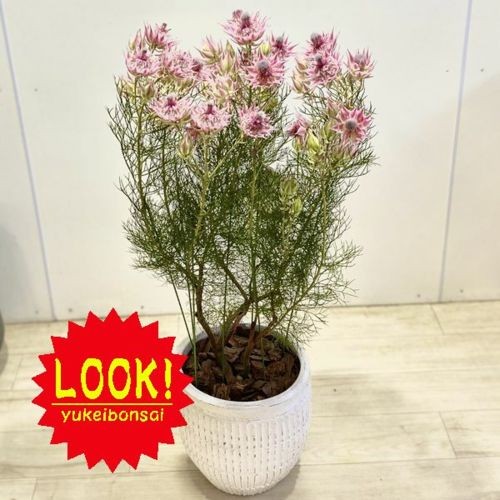 おしゃれ 希少品種 観葉植物 セルリア プリティ ピンク ホワイトテラコッタ植え バークチップ お花終わりました F5304v 遊恵盆栽 Yahoo 店 通販 Yahoo ショッピング