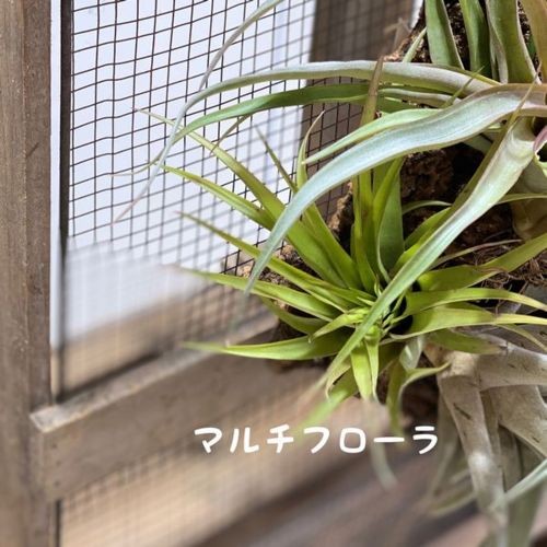 観葉植物：チランジア エアープランツ 3種 コルク付け*マルチフローラ
