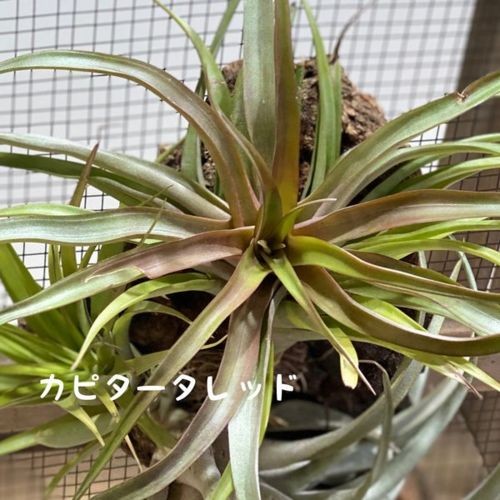 duratii 3XL Multiple Heads〔エアプランツ〕T3057 観葉植物：チランジア エアープランツ 3種 コルク付け*マルチフローラ