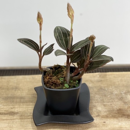 おしゃれ 観葉植物：ジュエルオーキッド ホンコンシュスラン*鉢植え