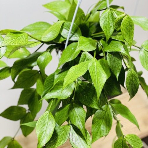観葉植物 多肉植物：ホヤ ポリネウラ*吊り鉢 : 遊恵盆栽 Yahoo!店
