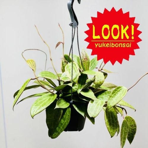 送料無料 多肉植物 観葉植物 ホヤ グラシリス メモリアル 吊り鉢 葉焼けあり メール便なら送料無料 R4urealtygroup Com