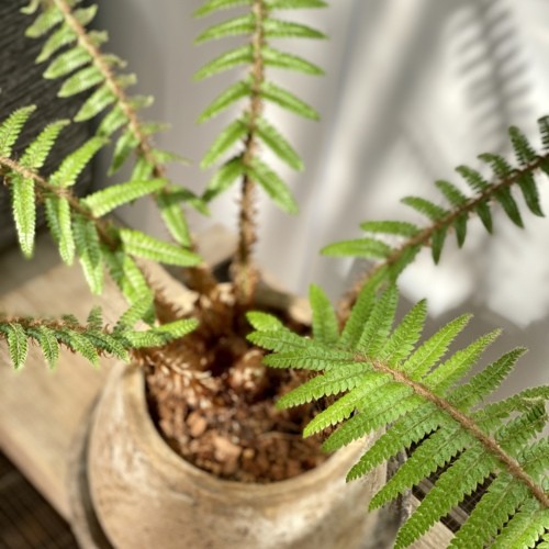 おしゃれ 観葉植物：シダ植物*鉢植え 受皿付 バークチップ : 遊恵盆栽