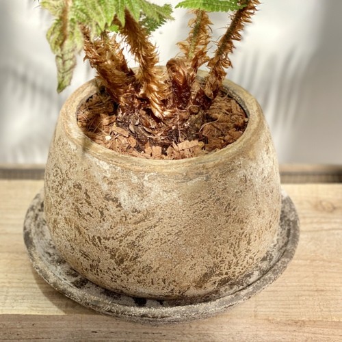おしゃれ 観葉植物：シダ植物*鉢植え 受皿付 バークチップ : 遊恵盆栽