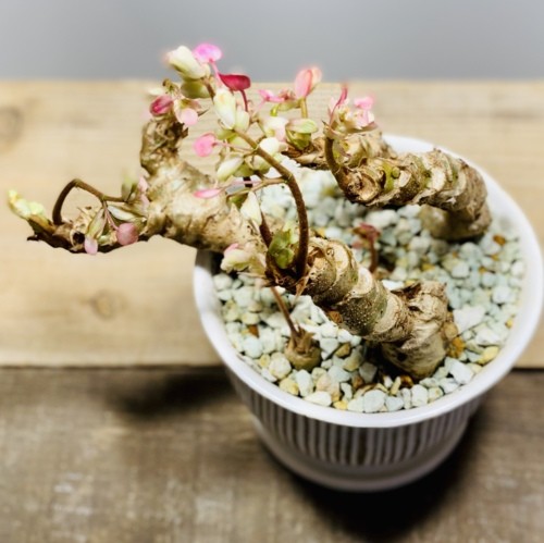 観葉植物：さくらベゴニア*鉢植え 受皿付 桜ベゴニア サクラ