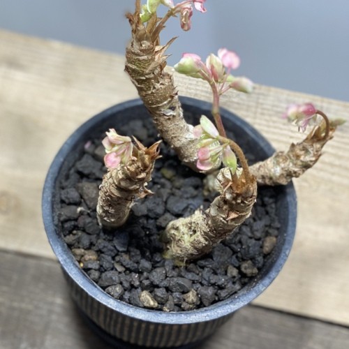 観葉植物 さくらベゴニア 鉢植え 受皿付 桜ベゴニア サクラベゴニア F5352v 遊恵盆栽 Yahoo 店 通販 Yahoo ショッピング