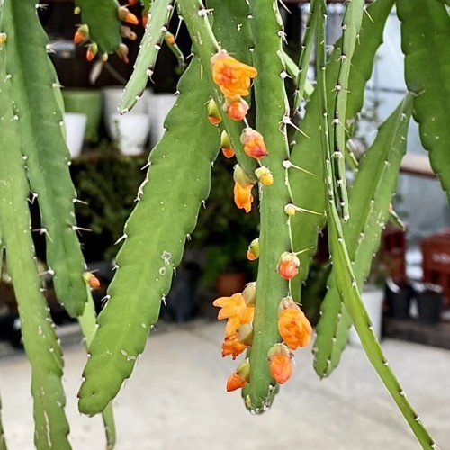 おしゃれ　観葉植物：リプサリス　モナカンタ*吊り鉢