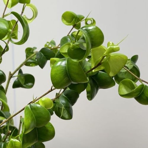 観葉植物：フィカスベンジャミン ベンジャミナバロック* 5号