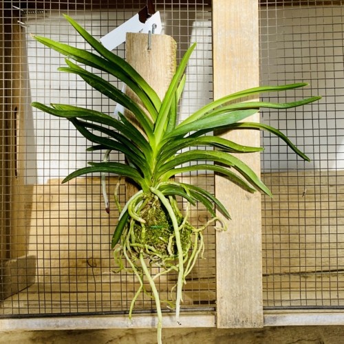 洋ラン 観葉植物：バンダ ブルー ピンク*翡翠蘭 ひすいらん 板付け