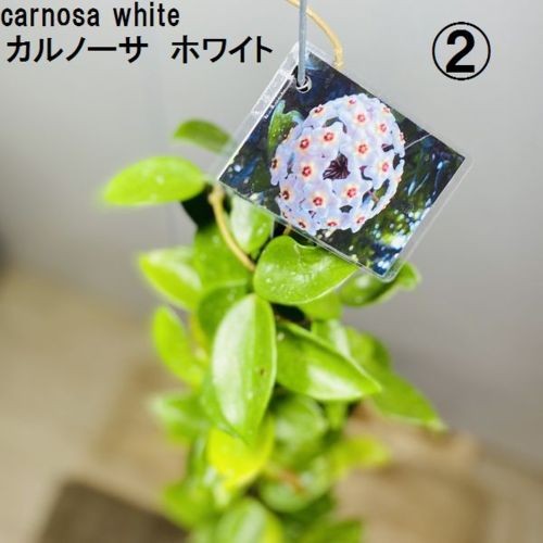観葉植物:ホヤ各種*3.5号吊り鉢 : 遊恵盆栽 Yahoo!店 - 通販 - Yahoo 観葉植物:ホヤ各種*3.5号吊り鉢 : 遊恵盆栽 Yahoo!店 - 通販 - Yahoo