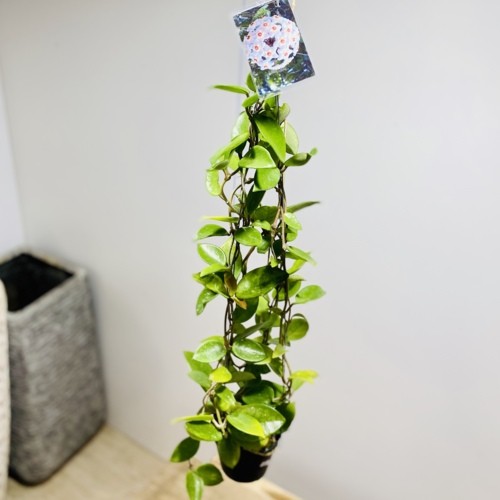 Hoya verticillata wayang ホヤ 吊り鉢 Hoya verticillata wayang ホヤ 吊り鉢 - メルカリ