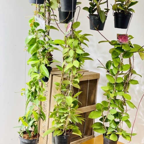 観葉植物：ホヤ各種*3.5号吊り鉢 : 遊恵盆栽 Yahoo!店 - 通販