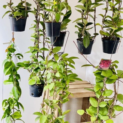 観葉植物：ホヤ各種*3.5号吊り鉢 : 遊恵盆栽 Yahoo!店 - 通販 - Yahoo