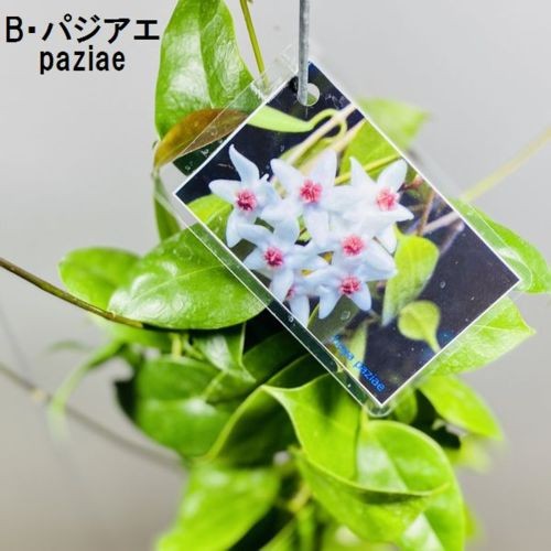 観葉植物：ホヤ各種*3.5号吊り鉢 : 遊恵盆栽 Yahoo!店 - 通販