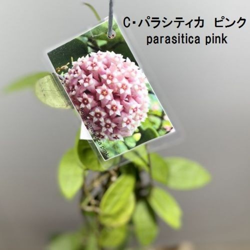 観葉植物：ホヤ各種*3.5号吊り鉢 : 遊恵盆栽 Yahoo!店 - 通販 - Yahoo