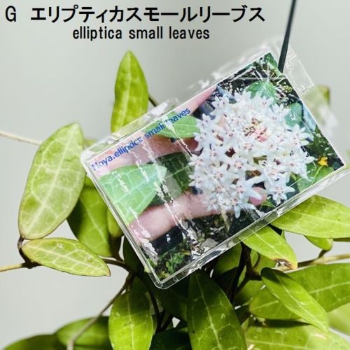 観葉植物：ホヤ各種*3.5号吊り鉢 : 遊恵盆栽 Yahoo!店 - 通販 - Yahoo